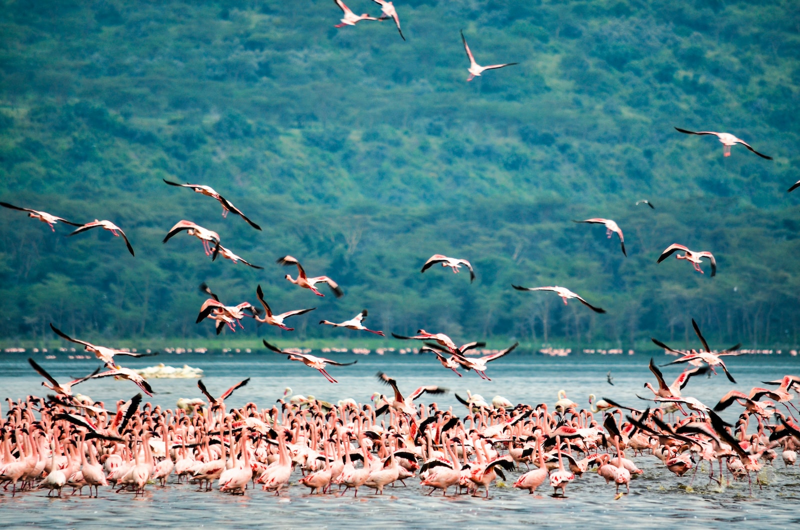 flock of birds flying over the sea during daytime