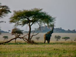 brown horse on green grass field during daytime